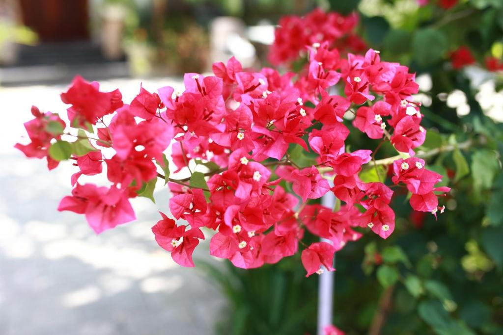 Bougainvillea Homestay 3BR - Lotus Pond - Cooking Class - Pool - BBQ Garden