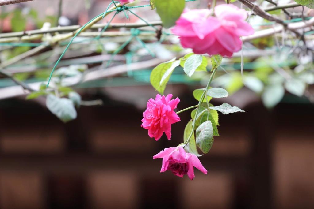 Chicken's house- Đường Lâm Homestay